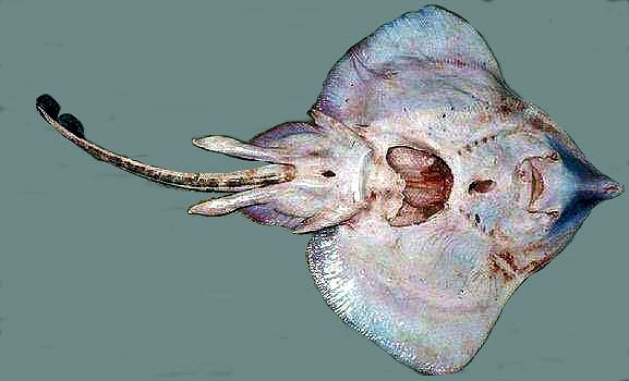 Rostroraja alba_011.jpg